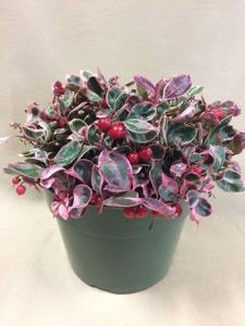 Bild von Gaultheria